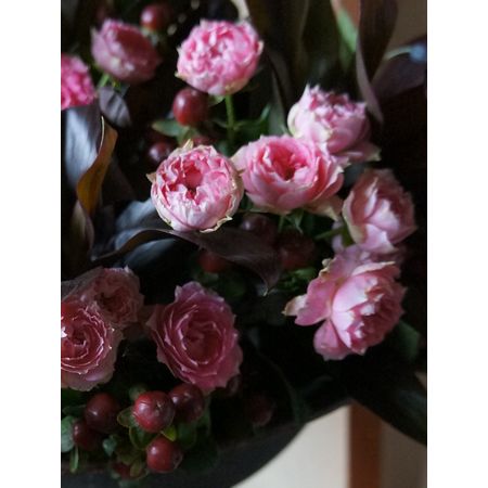 生花】SPバラ スプラッシュセンセーション(ピンクカップ咲きギザ